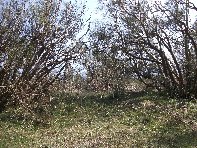 Serra_Pizzuta - 20100321 114.jpg